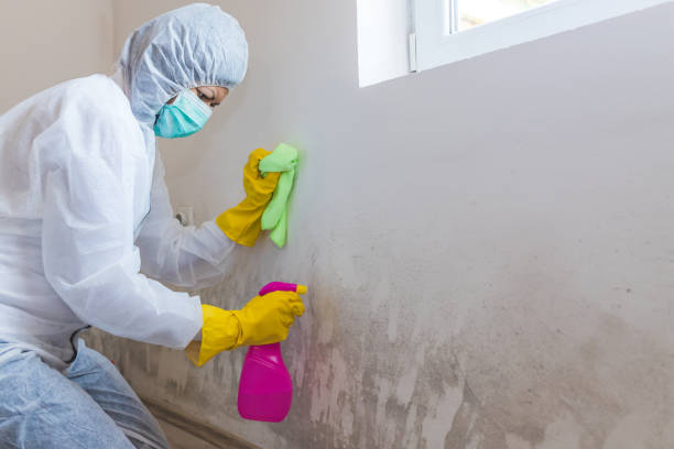 Best Mold Damage Restoration  in Brusly, LA